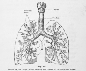 Zeichung-der-Lunge